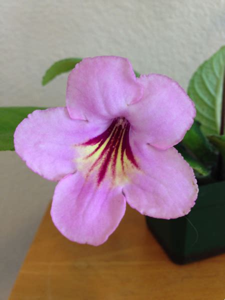 Adventures in Growing and Hybridizing Streptocarpus