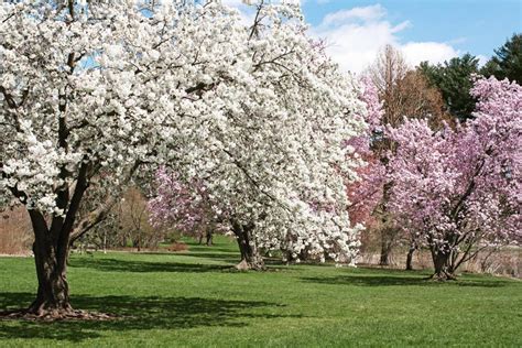 Arnold Arboretum: a Haven for Birds and the People Who Watch Them | BU ...