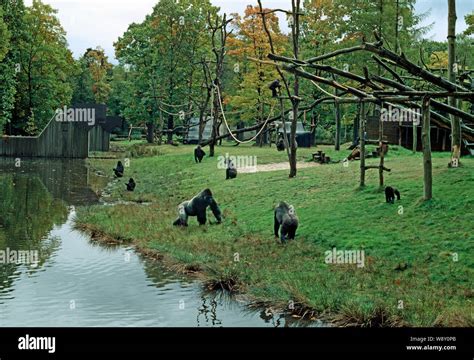 GORILLA ENCLOSURE IN DUTCH ZOO Good modern design, including ...