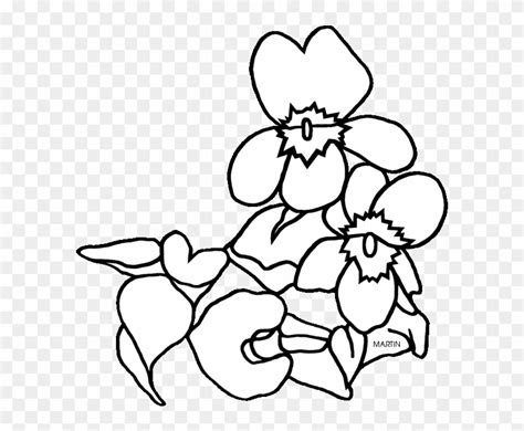 619 X 648 - New Jersey State Flower Coloring Page - Free Transparent ...