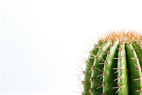 Cactus backgrounds plant white background. | Premium Photo - rawpixel