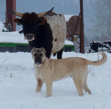 What makes a "Boz" a Boz — Boz Shepherd Turkish Boz Shepherd Working ...