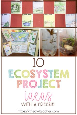 10 Ecosystem Project Ideas - The Owl Teacher