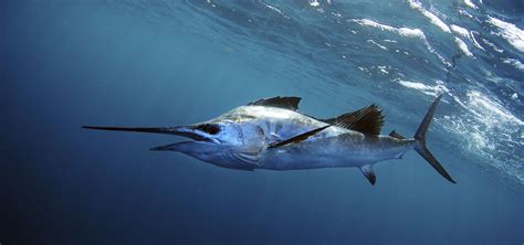 Billfish | Nature | PBS