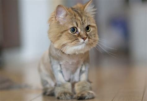 Haircut turns Persian cat into mini lion / PetsPyjamas