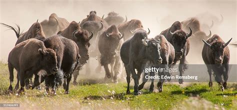 Running Bison High-Res Stock Photo - Getty Images