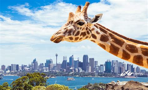 Taronga Zoo Wants to Open an Overnight 'Wildlife Retreat' in the Middle of the Zoo - Concrete ...