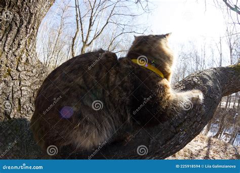 Funny cat on a tree stock photo. Image of feline, tree - 225918594