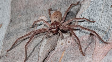 What are Huntsman spiders and are they dangerous to humans? – The US ...