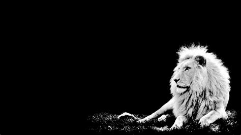 Lion Wallpaper Black and White - WallpaperSafari