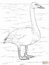 Swans Coloring Pages  Home sketch template