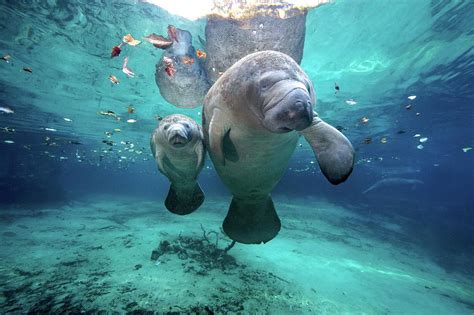 West Indian Manatees by James R.d. Scott