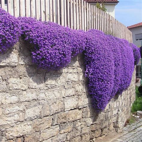 Purple Creeping Thyme Seeds (Thymus Serpyllum) Prijs: -€1.95