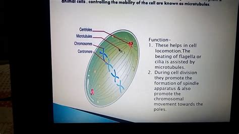 Centrosome & microtubule - YouTube