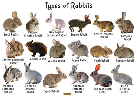 Pin by Daisey Bingham on bunnies | Rabbit species, Rabbit breeds, Rabbit facts