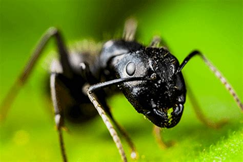 How Much Damage Can Carpenter Ants Really Do? | Rottler Pest Solutions