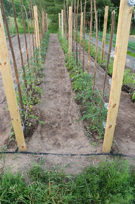 10 Tomato Garden Ideas - Simphome in 2020 | Tomato trellis, Tomato ...