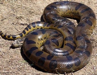 The Anaconda Snake | Snake Information & Pictures| | All Wildlife Photographs