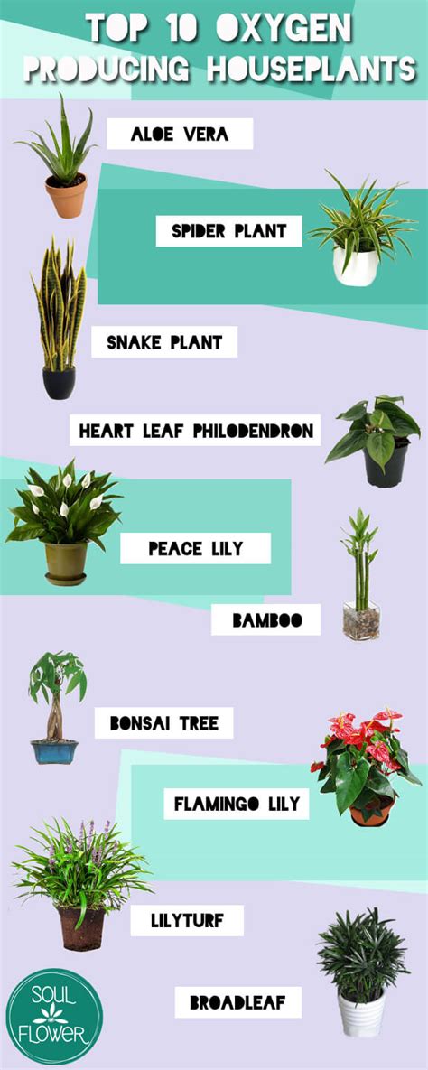 Top 10 Oxygen Producing Houseplants - Soul Flower Blog