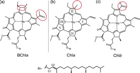 Molecular structures of (a) bacteriochlorophyll a (BChla), (b ...