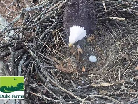 1st Bald Eagle Egg Of 2023 Arrives At Duke Farms | Hillsborough, NJ Patch