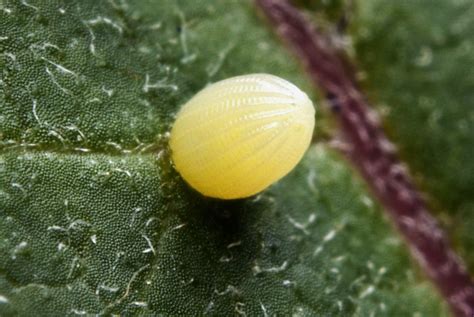 Monarch Butterfly Egg (Danaus plexippus) | I actually watche… | Flickr