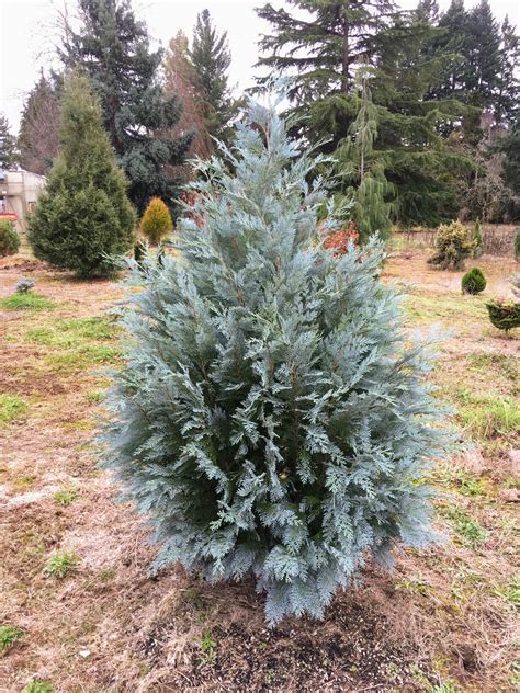 Chamaecyparis lawsoniana 'Pembury Blue' Lawson Cypress | Conifer Kingdom