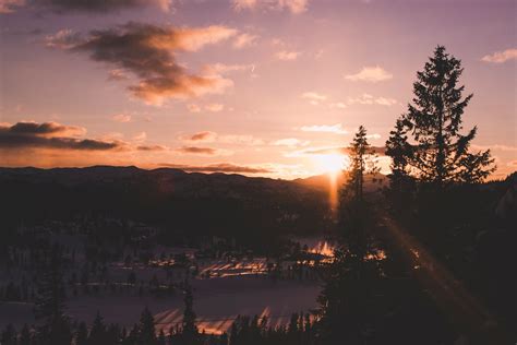 Silhouette Tree during Sunset · Free Stock Photo