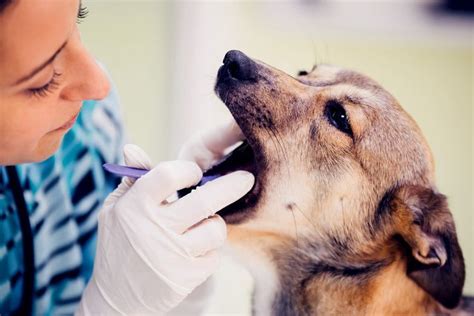 Prevention is the best defense against periodontal disease in dogs ...