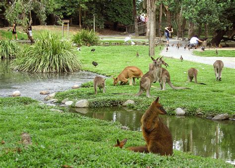 Australia Cairns Port Douglas/Wildlife Habitat/Daintree Rainforest ...