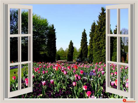 Window,flowers,garden,tulips,red - free image from needpix.com