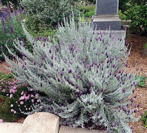 List of Different Types of Lavender Plant with Pictures