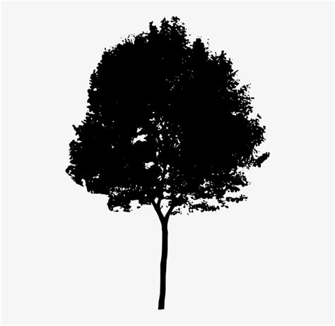 River Birch Tree Silhouette - Tree Silhouette Png Transparent PNG ...