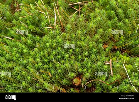 Sphagnum Moss on a peat bog Stock Photo - Alamy