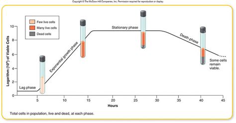 Plasmid degradation in cloning