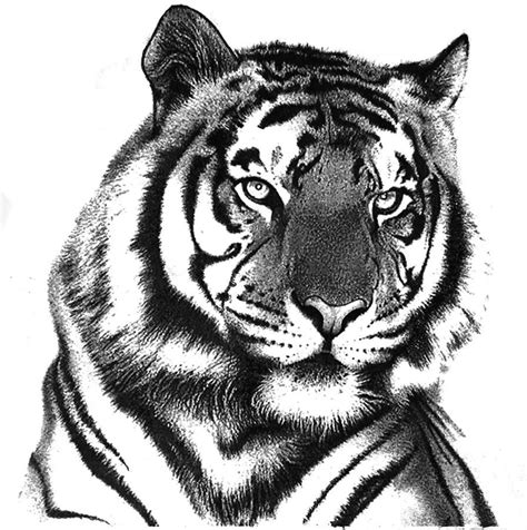 Pencil Drawing Tiger Images - bestpencildrawing