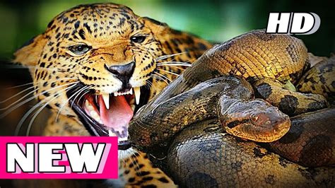 Giant Anaconda vs Jaguar, vs lion | Great python vs lion real fight - video Dailymotion