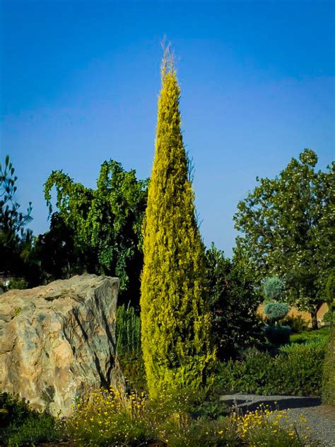 Buy Cypress Trees Online | The Tree Center