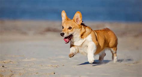 Corgi Temperament - A Tiny Pup Packed With Personality