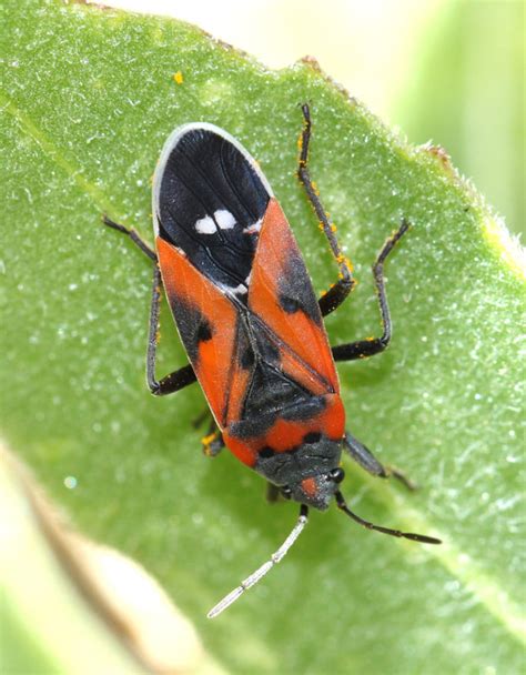 Milkweed Ecosystems - Save Our Monarchs