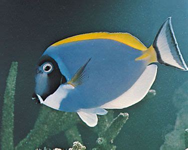 Surgeonfish | Reef-dwelling, Herbivorous, Tropical | Britannica