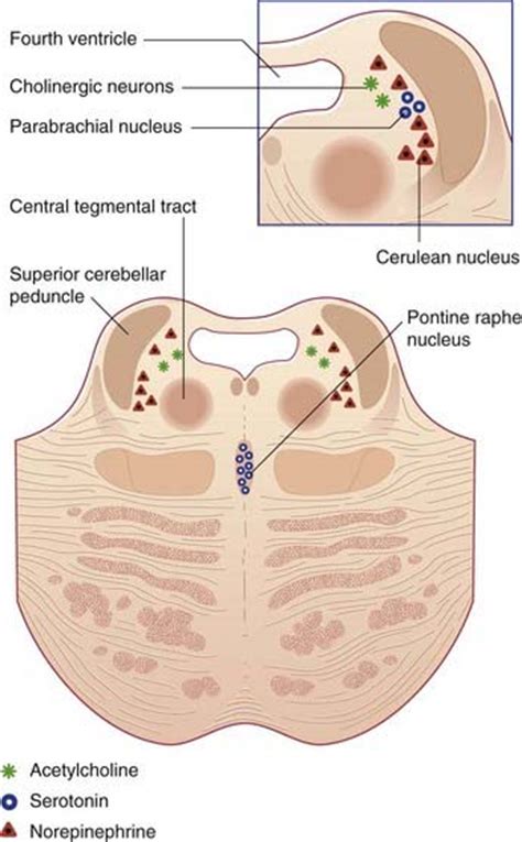 Reticular formation | Clinical Gate