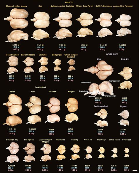 Study gives new meaning to the term ‘bird brain’ | Vanderbilt University