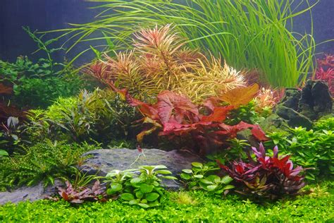 A Complete Aquascaping Guide: Simple Aquascape Ideas For Beginners ...