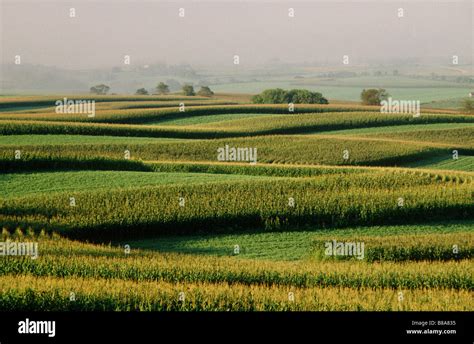 Corn Fields in Iowa, USA Stock Photo, Royalty Free Image: 22353497 - Alamy