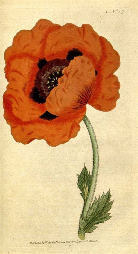 oriental poppy | Poppy flower, Poppy art, Botanical illustration