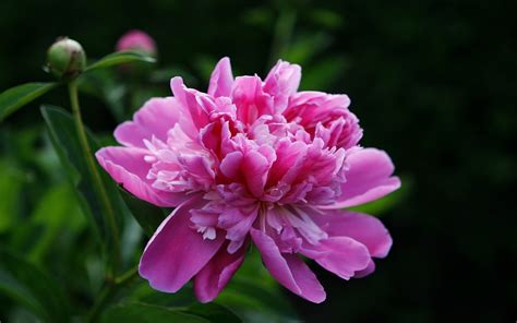 Pink Peony wallpapers and images - wallpapers, pictures, photos