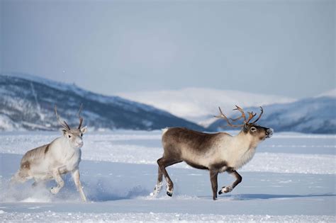 Reindeer & Sami culture – Best Arctic