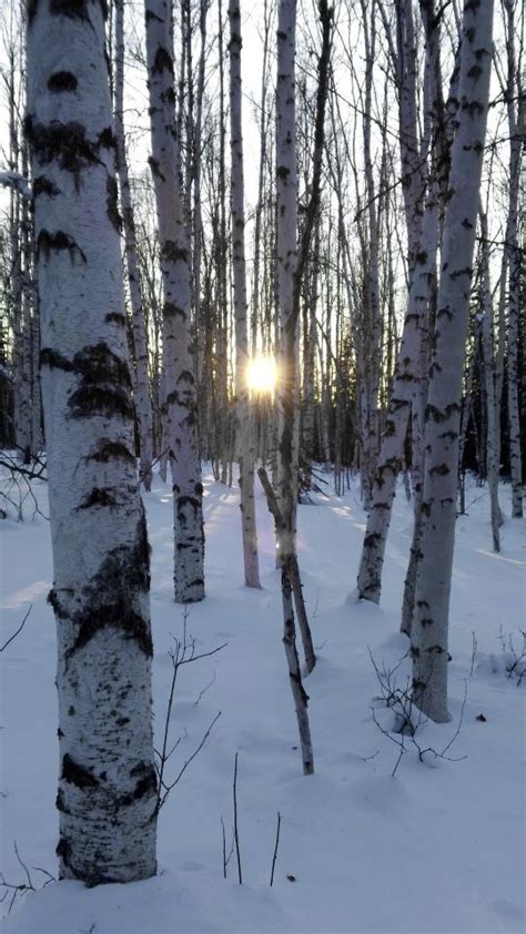 birch trees alaska - Yahoo Search Results | Alaska, Beautiful spots ...