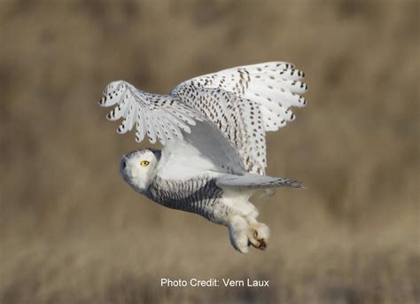 It’s Snowing Snowy Owls! | Nantucket Conservation Foundation